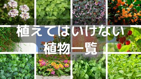 紅葉植物風水|風水×庭木のヒント9選【植えてはいけない木や植え。